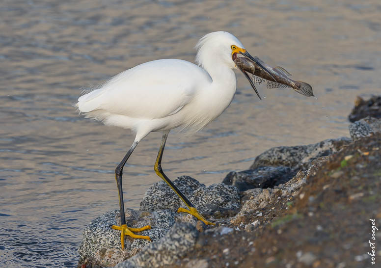 shoreline park